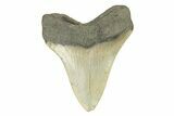 Serrated, Fossil Megalodon Tooth - North Carolina #272810-1